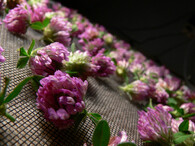 Sušení jetelu lučního