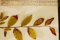 jilm poškozený chemikáliemi z min