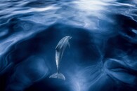 Kategorie - Savci volně žijící: Jiří Karbus - Zasklený v oceánu