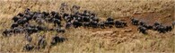 Stádo slonů