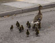 Kachna s mláďaty na silnici