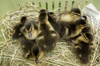 mláďata kachny divoké