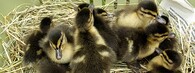 mláďata kachny divoké