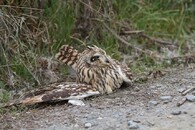 Kalous pustovka pro střetu s autem