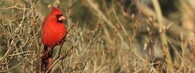 Kardinál červený