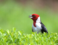 kardinál rudokápový