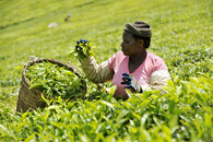 Čajová plantáž v Keni