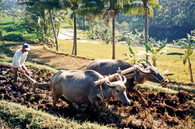 Rýžové pole na Jávě.