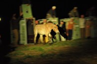 záchrana koňů Převalského