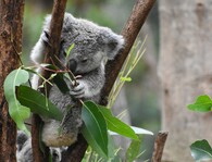Koala