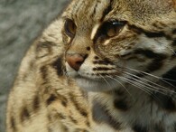 Kočka bengálská