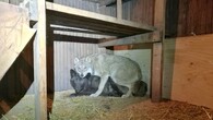 Dva vlci nalezení policií ve finské sauně