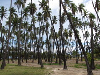 Porost palmy kokosové