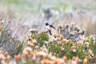 Oreotrochilus chimborazo (kolibřík čimborazský)