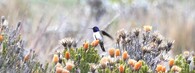 Oreotrochilus chimborazo (kolibřík čimborazský)