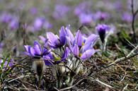 Koniklec velkokvětý