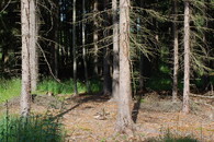 Kácení a kontrola v LČR