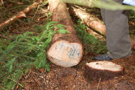 Kácení a kontrola v LČR