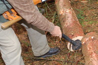 Kácení a kontrola v LČR