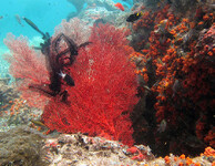 Korálový útes v Indonésii