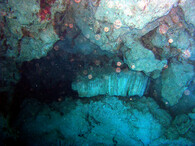 Korálový útes zničený zemětřesením