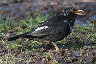 kos černý bíle probarvený