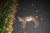 kotě rysa ostrovida