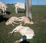 mrtvé krávy u sloupu elektrického vedení 