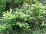 křídlatka japonská