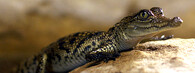 Krokodýl