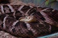 křovinář žararaka - malá