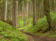 Les v Krušných horách