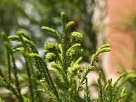 kryptomeria japonská - Cryptomeria japonica 