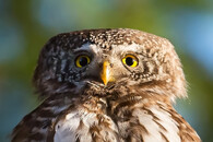 Kulíšek nejmenší