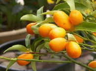 kumkvat
