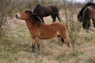 reklamníkun/NEPOUZIVAT