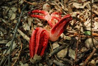 květnatec Archerův