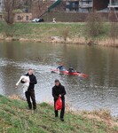 odchycení labutího samce