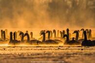 Tomáš Hulík - Labutě – Malé Leváre