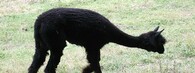 Lama alpaka