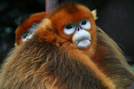 Langur čínský