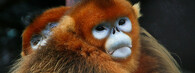 Langur čínský