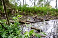 chytrá krajina Amálie