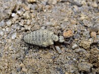 Larva mravkolva