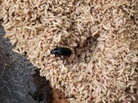 larvy bzučivek Necrodes littoralis