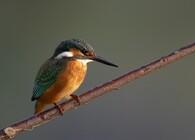 Ledňáček říční