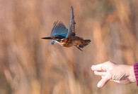 ledňáček říční