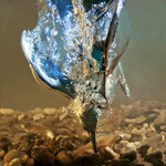 ledňáček říční