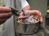 Mládě ledňáka obrovského