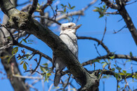 Australský pták Ledňák obrovský